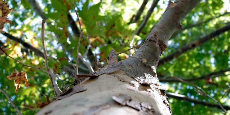 Echoes of Empowerment: Historical Gems of Inspiration