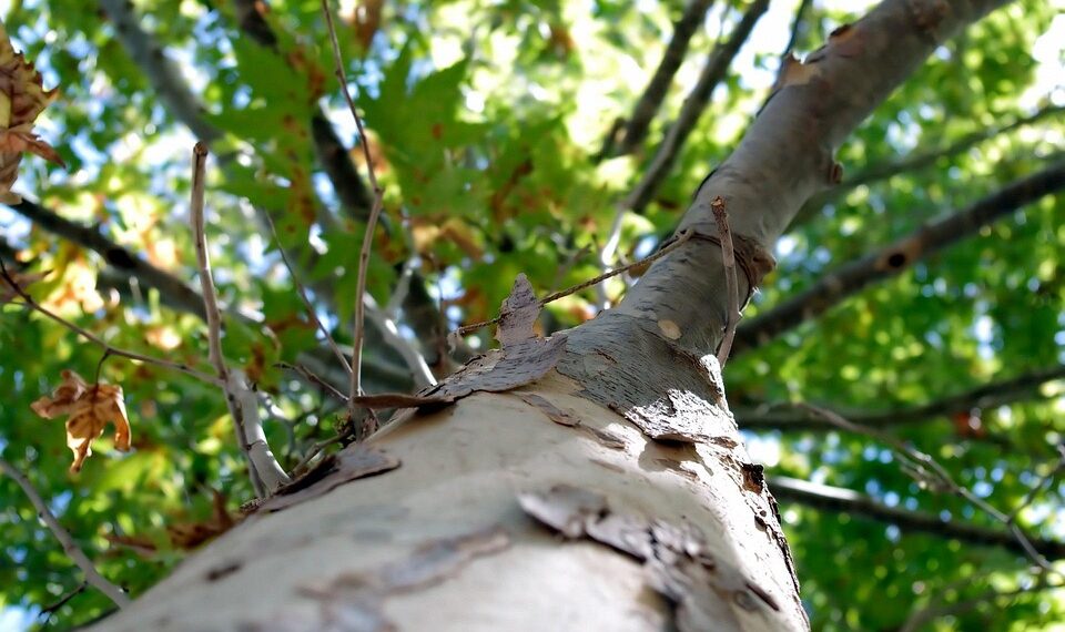 Echoes of Empowerment: Historical Gems of Inspiration