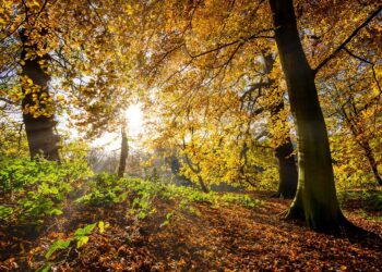 Unleashing Your Inner Power: Empowering Quotes to Ignite Your Potential