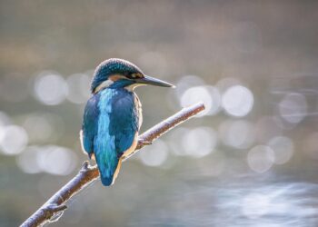 Unstoppable: Inspiring Quotes on the Power of Determination