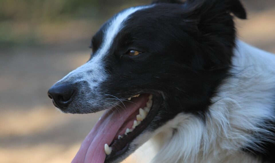 Rising from the Ashes: Inspirational Quotes on Resilience