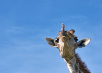 Laughing and Learning: The Best Smart and Funny Quotes to Brighten Your Day