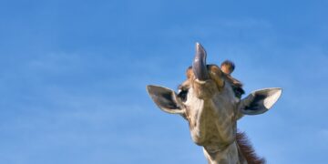 Laughing and Learning: The Best Smart and Funny Quotes to Brighten Your Day