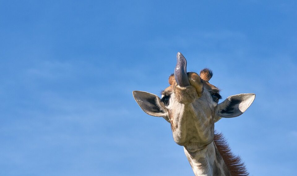 Laughing and Learning: The Best Smart and Funny Quotes to Brighten Your Day