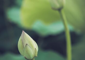 Echoes of the Soul: Inspiring Quotes to Nourish Your Spirit
