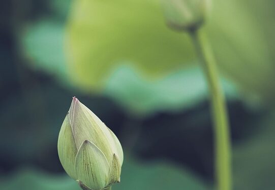 Echoes of the Soul: Inspiring Quotes to Nourish Your Spirit