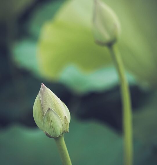 Echoes of the Soul: Inspiring Quotes to Nourish Your Spirit