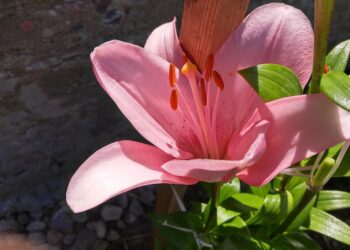 Finding Serenity Within: Inspiring Quotes for Inner Peace