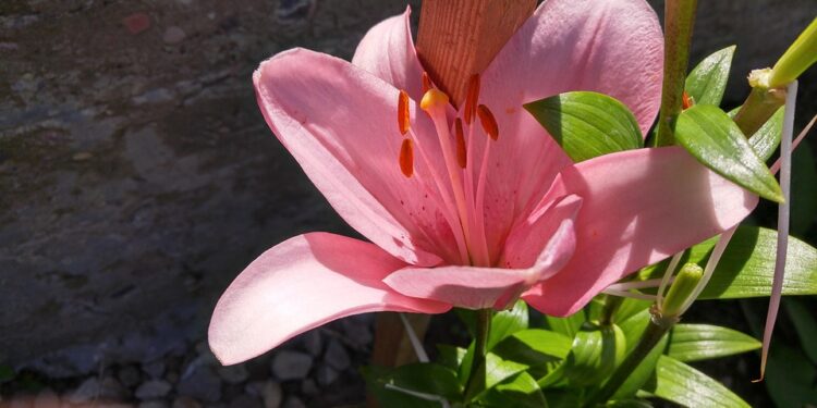 Finding Serenity Within: Inspiring Quotes for Inner Peace