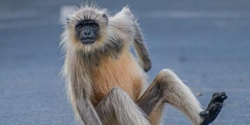 Quirky Quotes: Embrace the Eccentricity