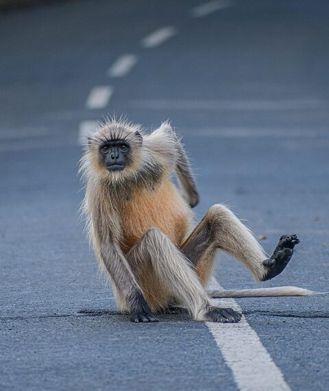 Quirky Quotes: Embrace the Eccentricity