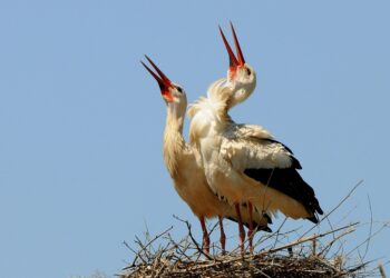 Rising Above: Inspiring Quotes on Perseverance and Resilience