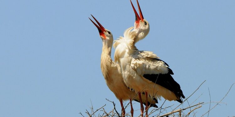 Rising Above: Inspiring Quotes on Perseverance and Resilience