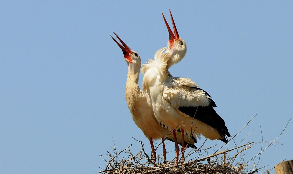 Rising Above: Inspiring Quotes on Perseverance and Resilience