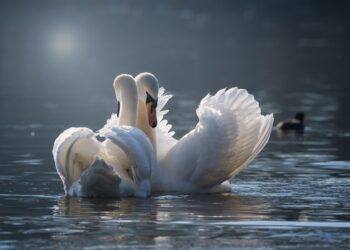 Unbreakable Bonds: Inspiring Quotes on True Love