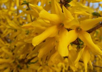 Finding Serenity: Inspiring Inner Peace Quotes to Soothe the Soul