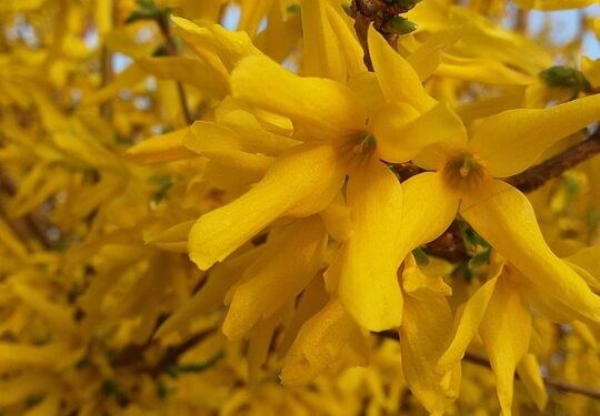 Finding Serenity: Inspiring Inner Peace Quotes to Soothe the Soul