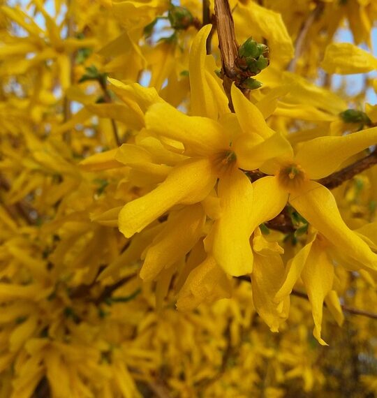 Finding Serenity: Inspiring Inner Peace Quotes to Soothe the Soul